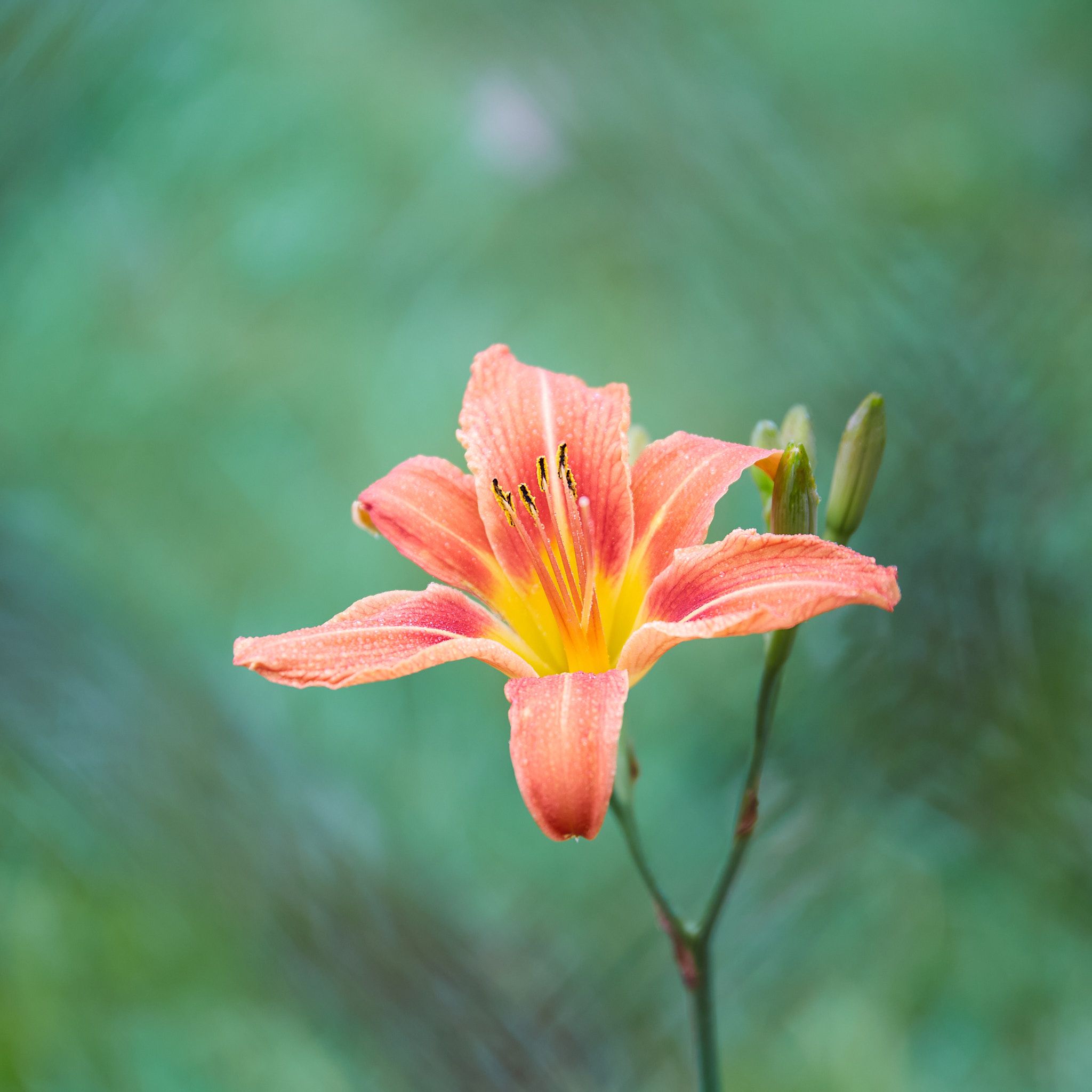 A red/orange flower glistens with water droplets.