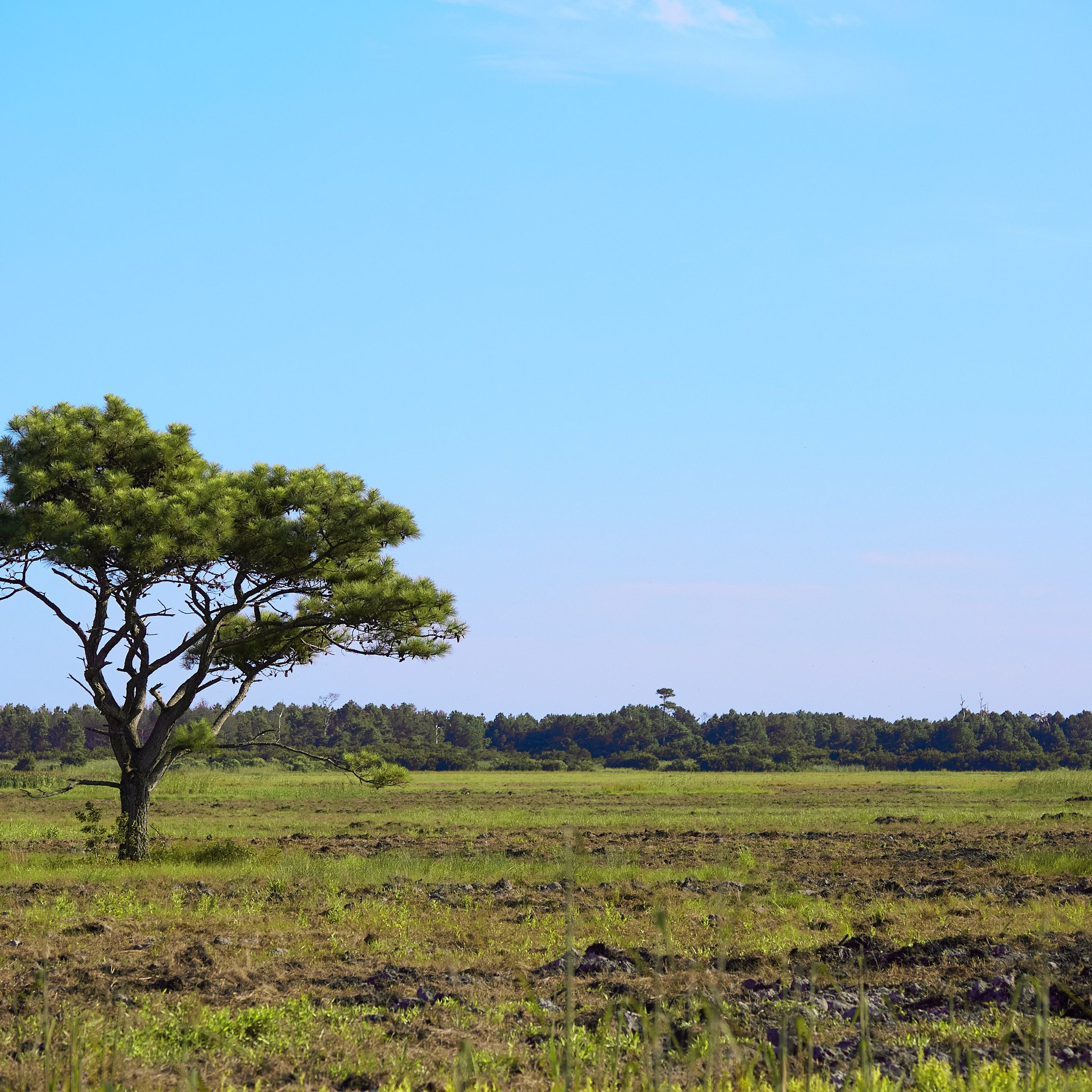 A lonely tree in a field on Assateague Island.