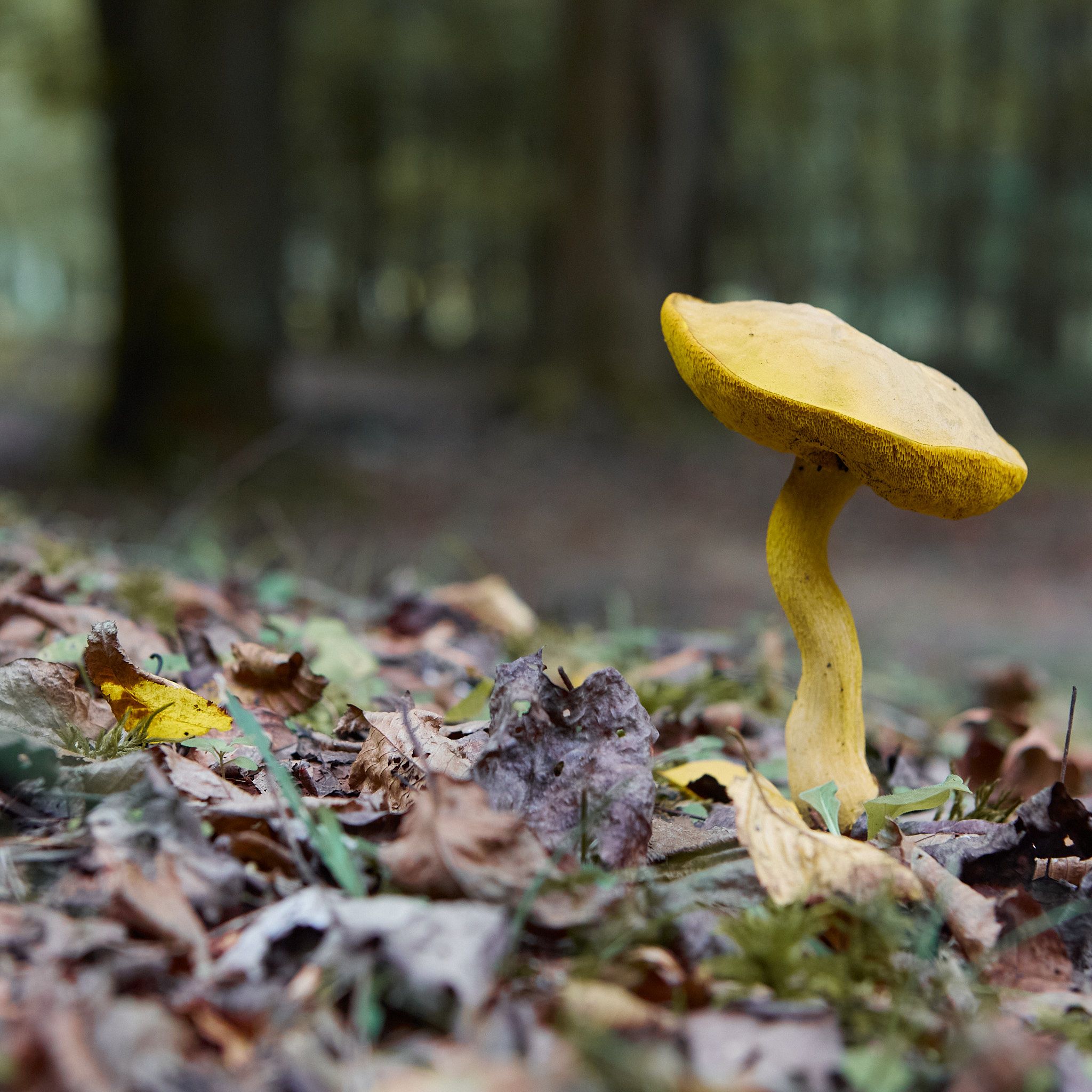 A powdery sulfur bolete with a crooked stalk grows on the floor of the Kanawha State Forest.