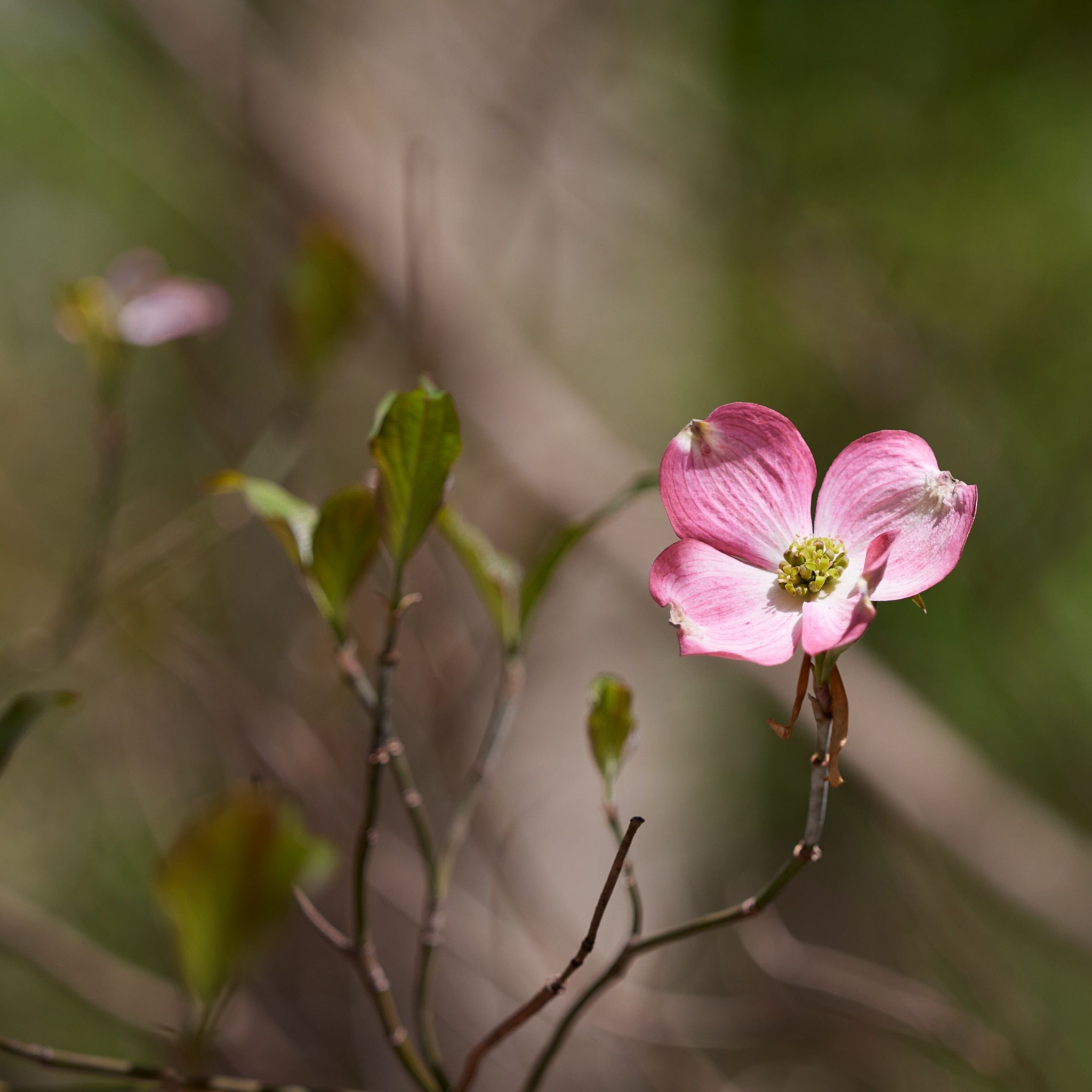 A pink flower blooms on a bush.