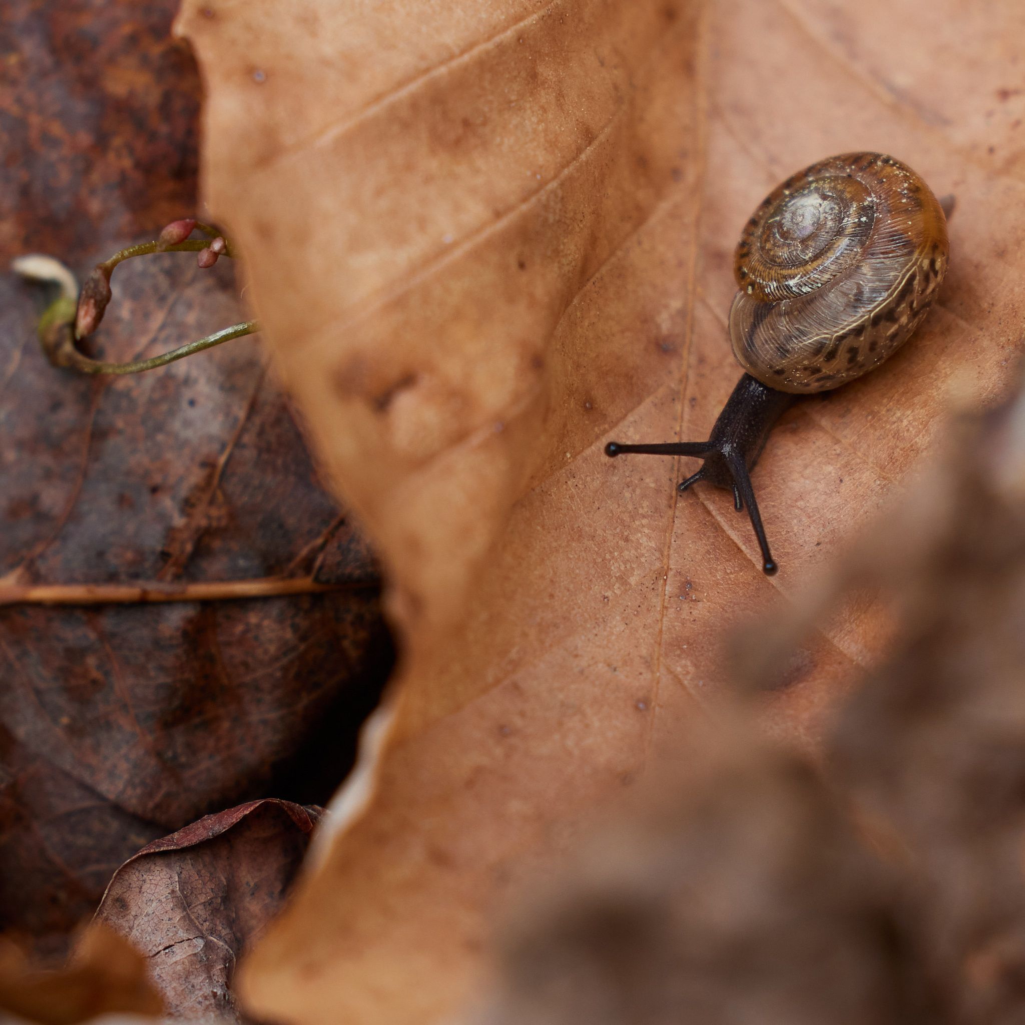A snail navigates a leaf.