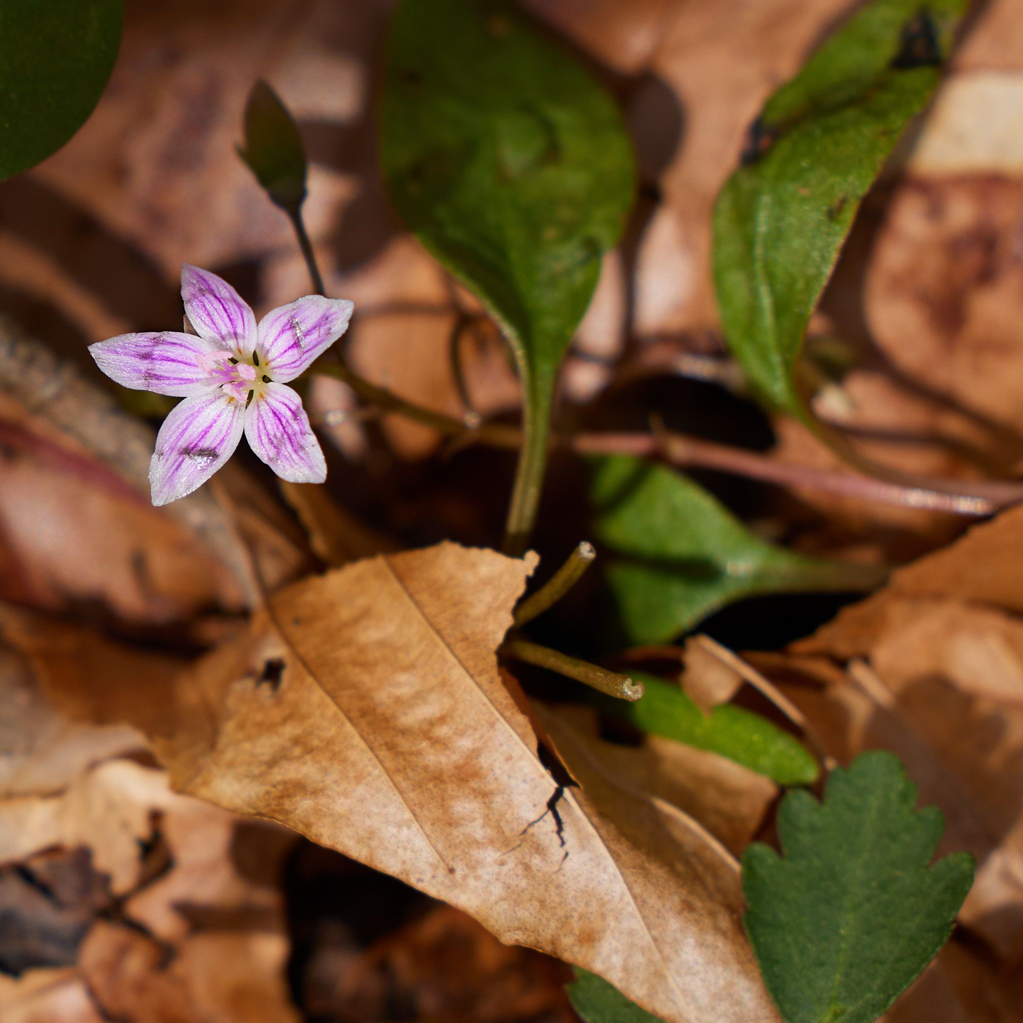 A white flower with pink lines adds a splash of color to the brown and green leaves surrounding it.