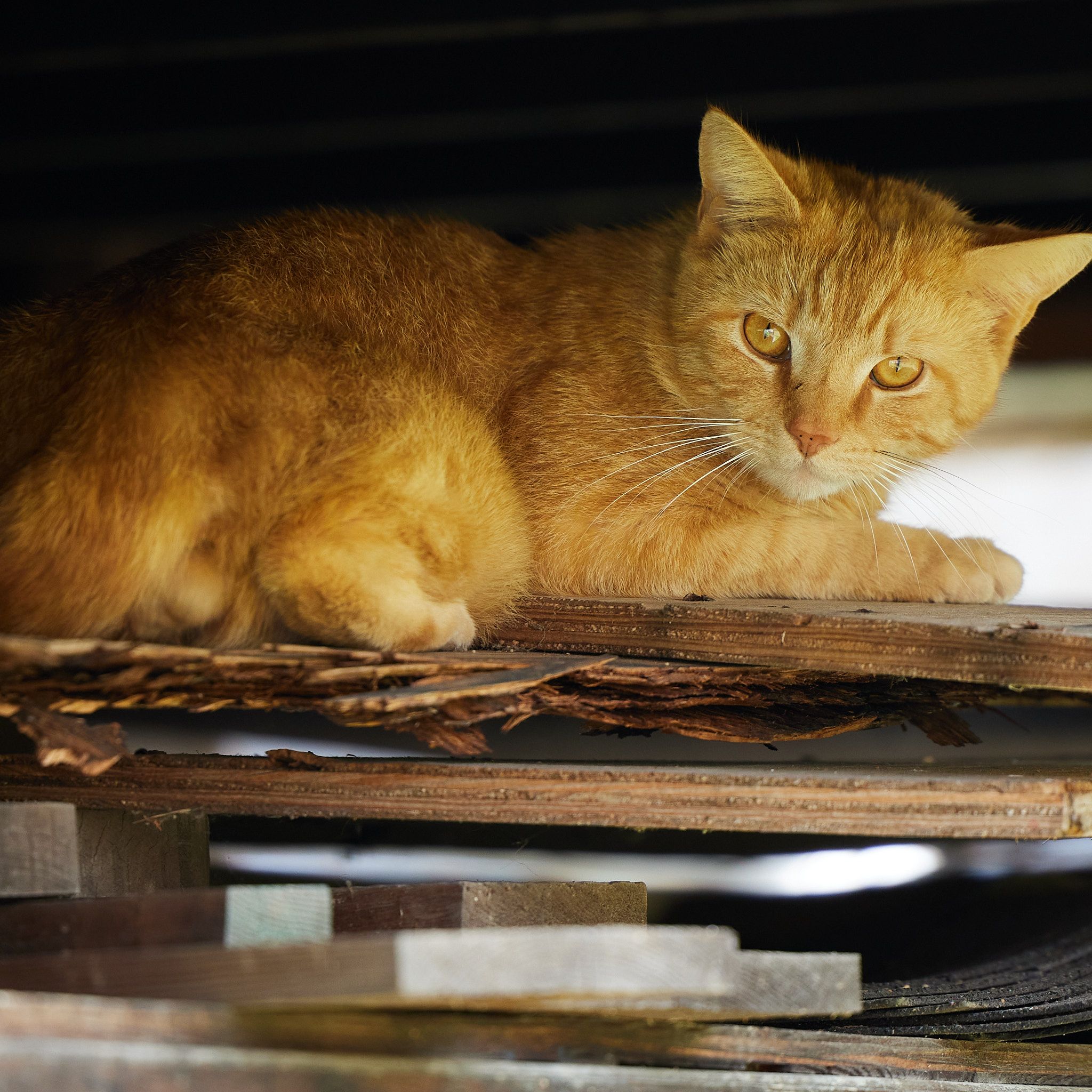 An orange cat enjoys a rest on a stack of wood.