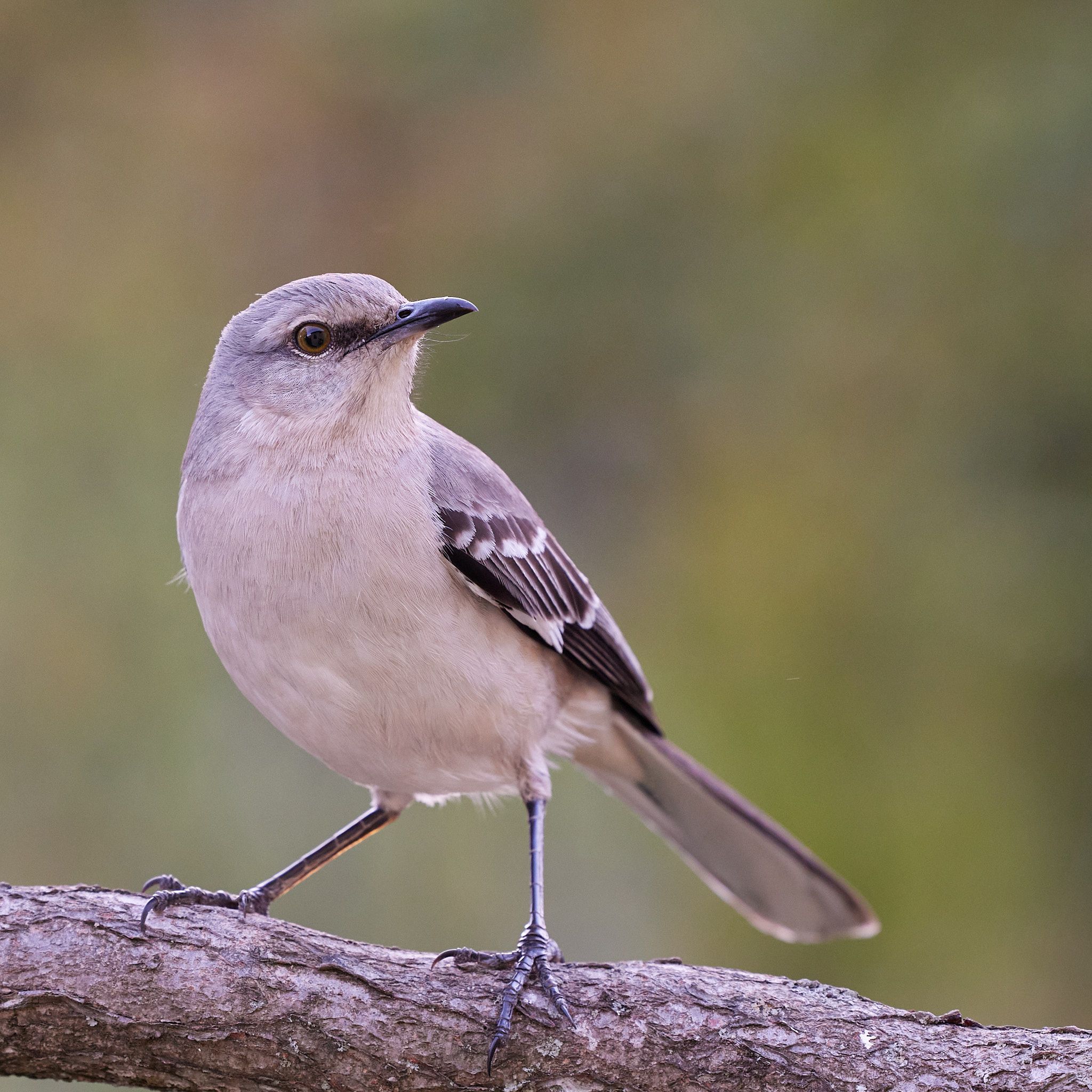 This mockingbird seems frozen between frantic dashes. When in motion, it is difficult to track, but then it will just sit there and stare intensely.