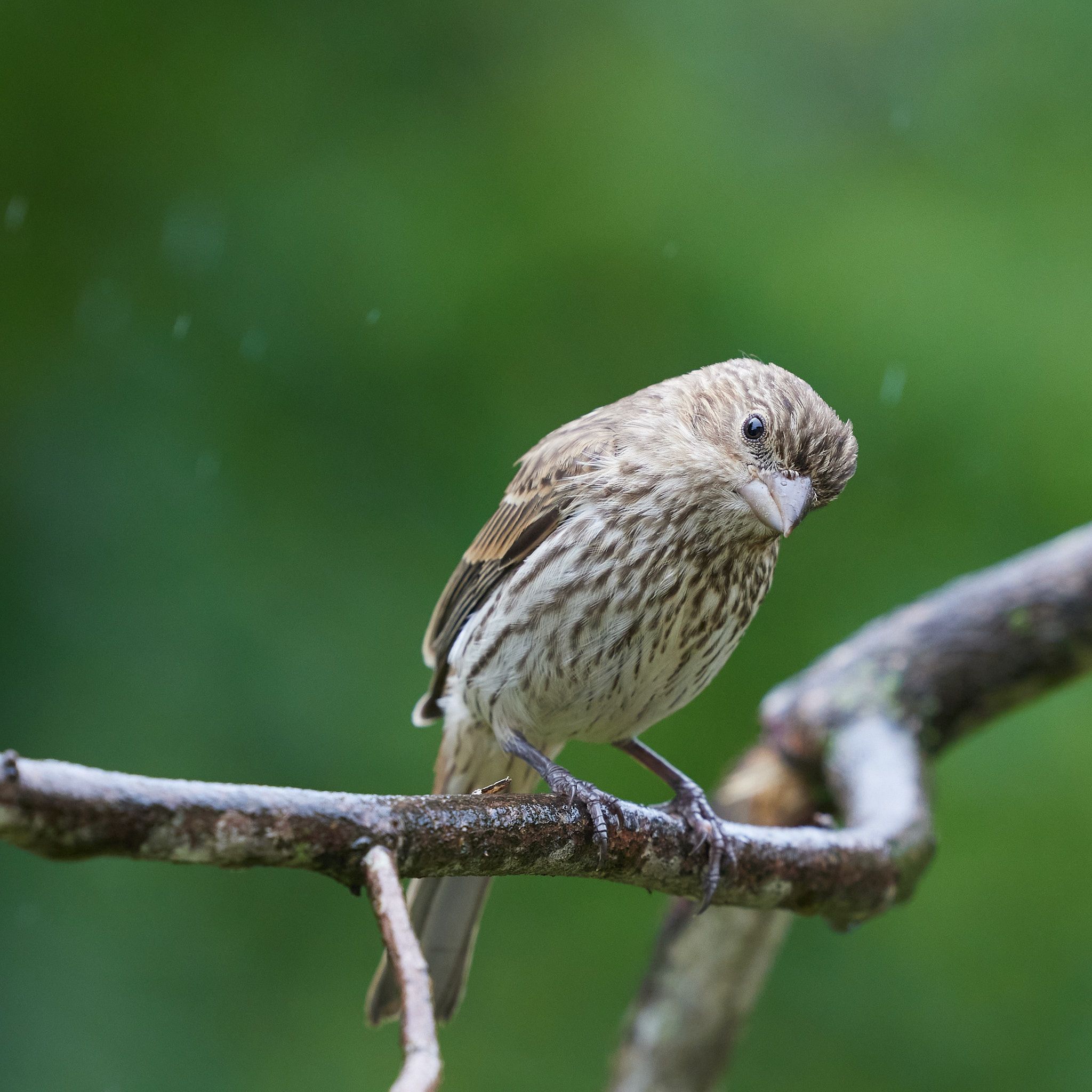 A house sparrow sitting on a wet branch in the rain.