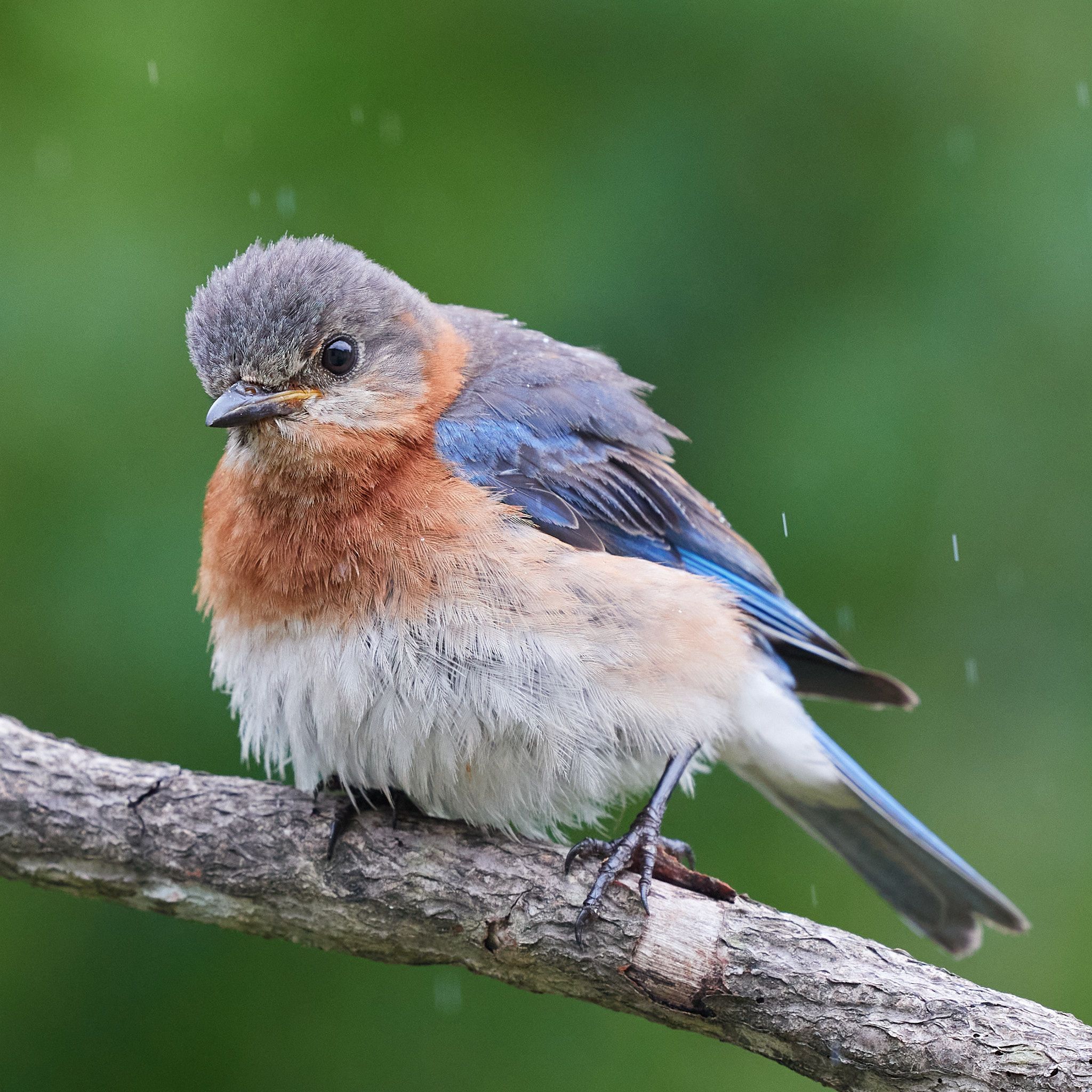 A bluebird sits in the rain, fluffed for comfort, and brightening the day.
