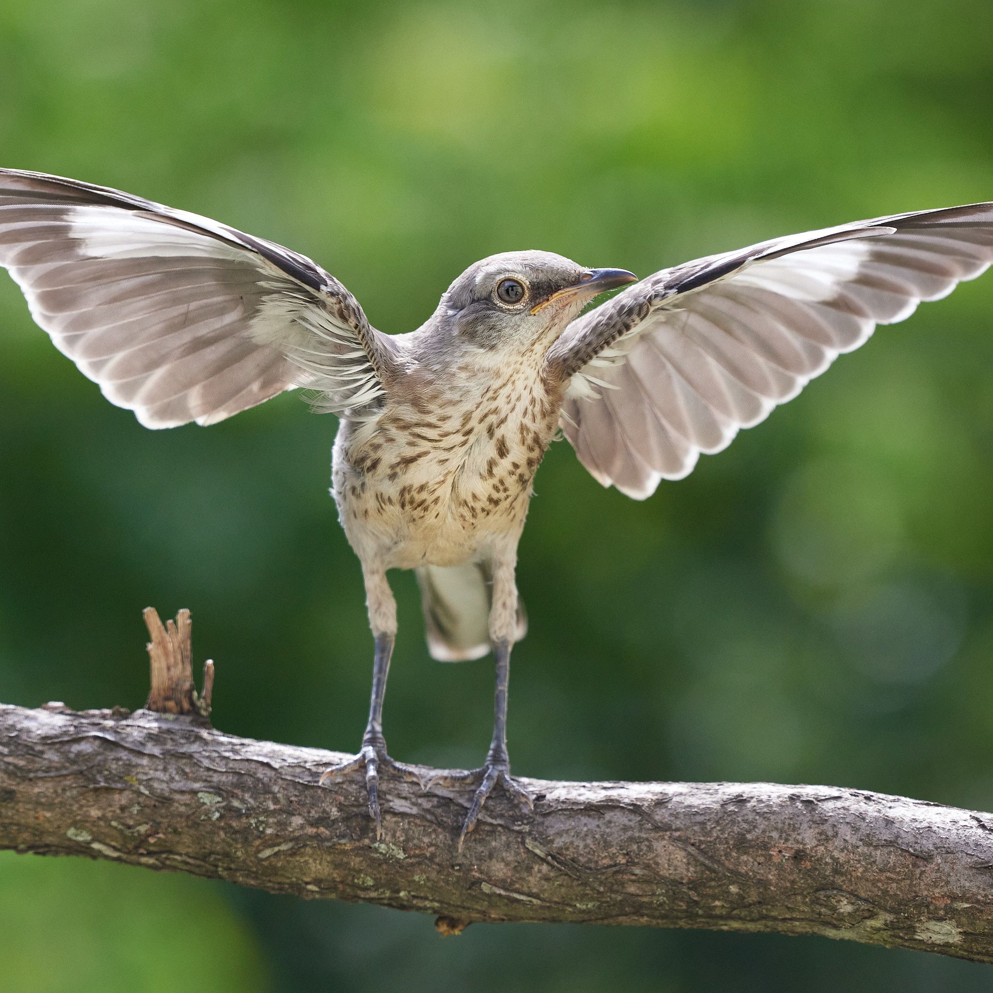 This juvenile Northern Mockingbird is practicing its wing flash. According to the Audubon Society, “The white patches on a Northern Mockingbird’s wings and outer tail feathers serve dual purposes: The birds often show off these plumes during mating rituals, and they also flash them when defending their territory from potential predators like hawks and snakes.”