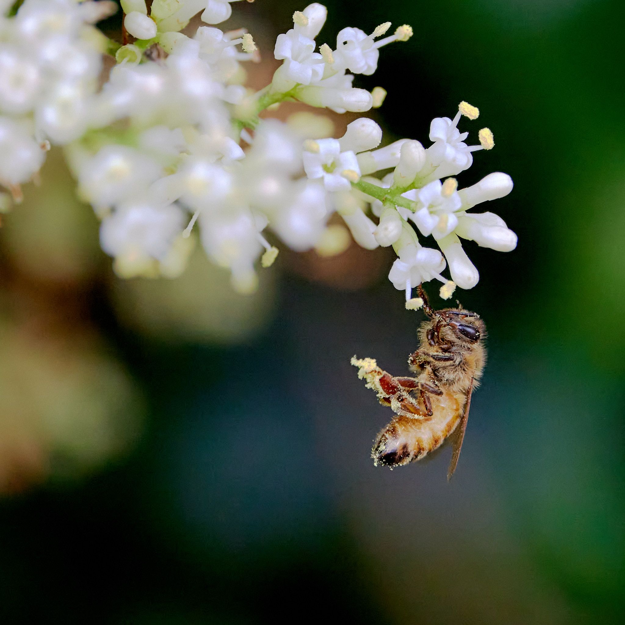 A honeybee covers itself in pollen from a flower in Washington, D.C.