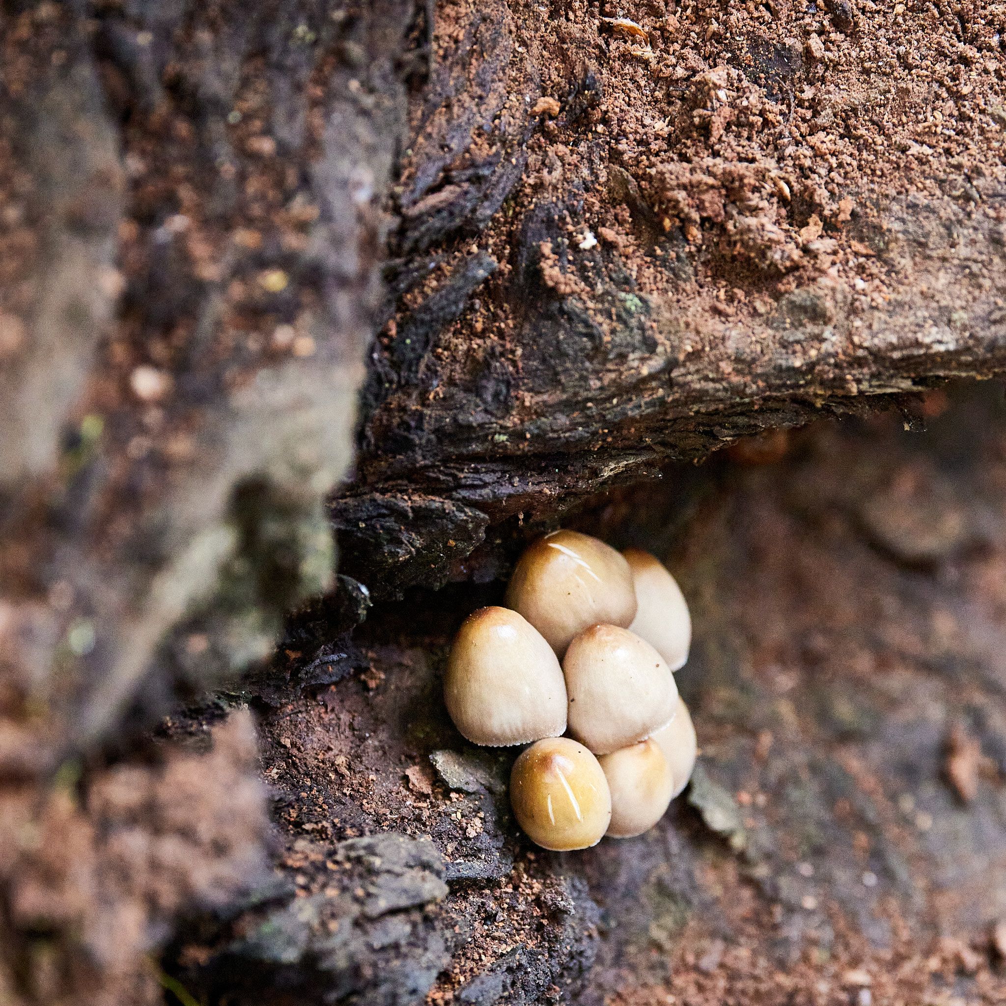 A cluster of mushrooms cling to life in a forest cavity.