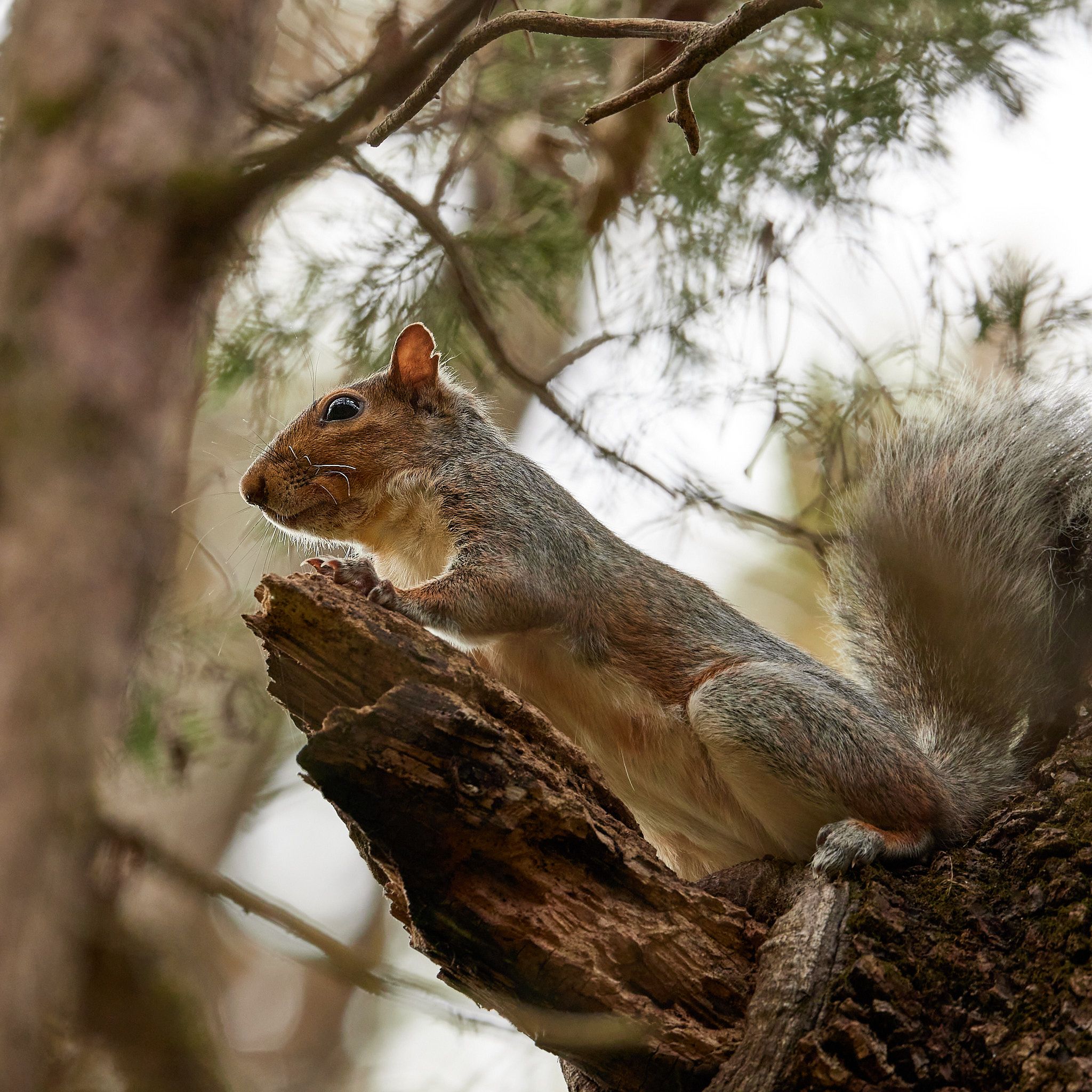 A squirrel looks down on its inferiors.